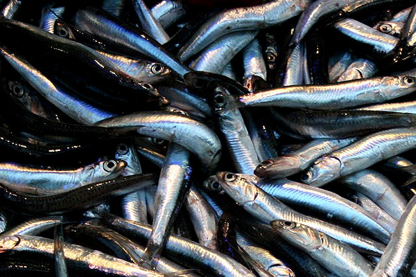 Kalp krizine karşı hamsi tüketin