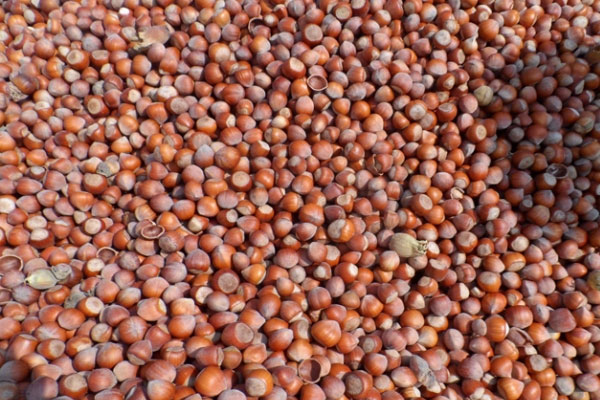 Fındık ihracatı yüzleri güldürdü