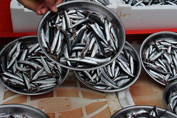 Gürcü hamsisi tezgahlarda