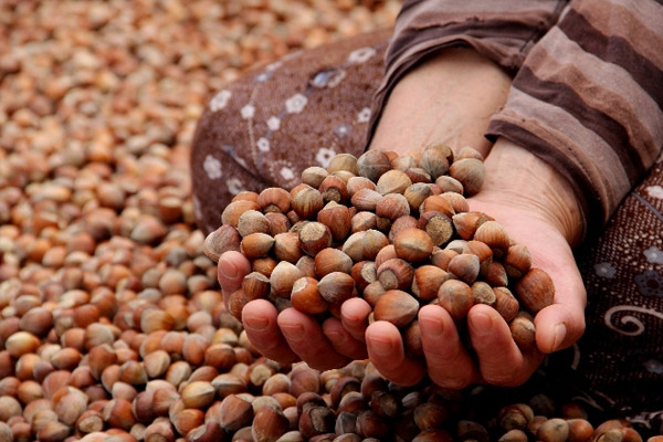 Fındık ihracatında önemli artış