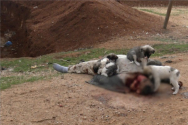 IŞİD'den muhaliflerin naaşlarına işkence