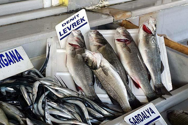Levrek palamuttan daha çok satılıyor