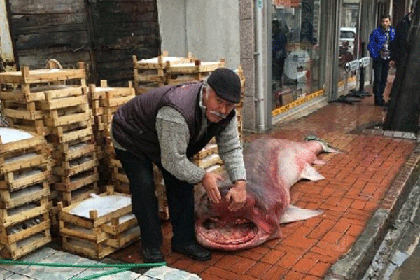 Çanakkale'de köpek balığı yakalandı