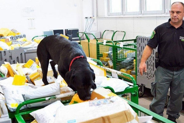 Postadan 16 kilo esrar çıktı