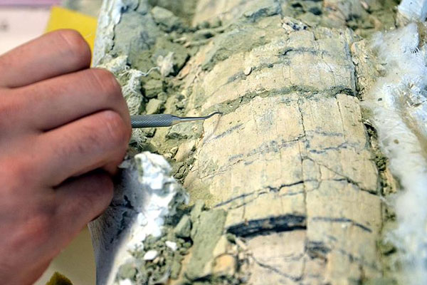 10 metrelik timsah fosili bulundu