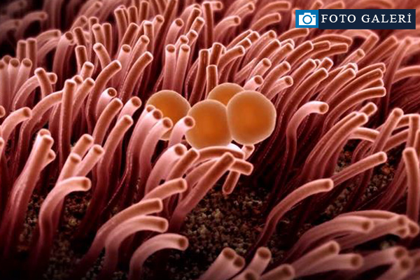 İnsan vücudu hakkında ilginç bilgiler