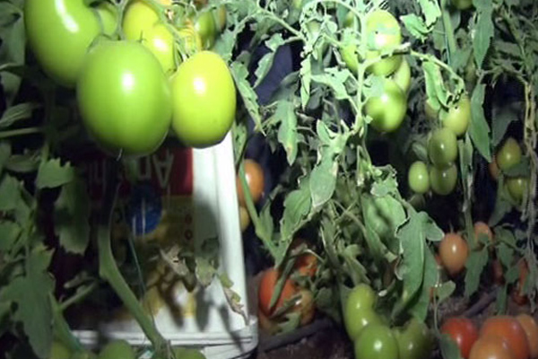 Seralarda soba kurdular