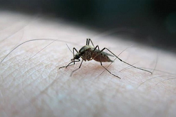 Amerika'da 'Zika' kabusu