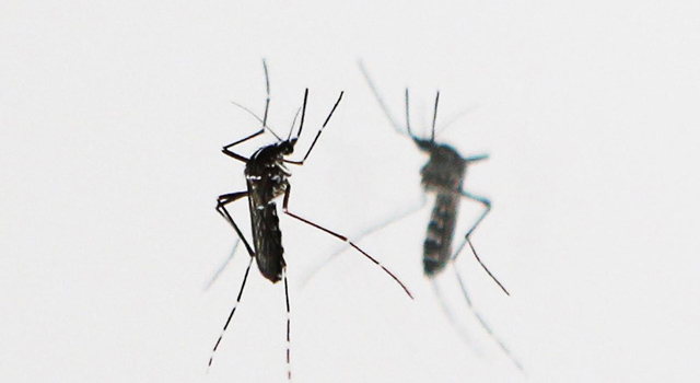 Zika virüsü Avrupa'ya yayıldı