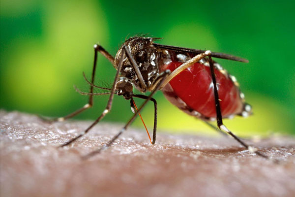 Dünya Sağlık Örgütü'nden 'Zika' çağrısı