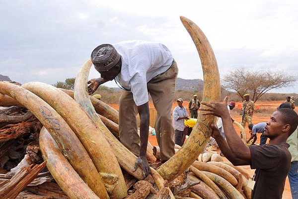 Japonya'da 2 yılda 12 ton fildişi satıldığı iddia edildi