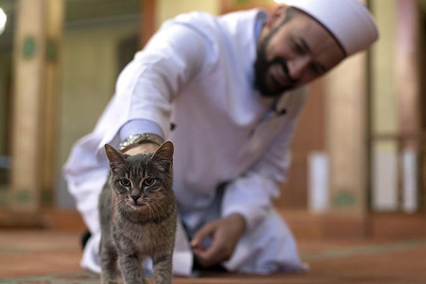 Kedi dostu imam dünya kamuoyunun takdirini topladı