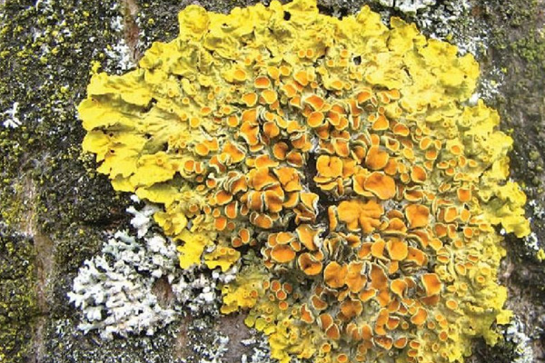 Türkiye'ye özgü 'Yitik Lale' 123 yıl sonra çiçek açtı