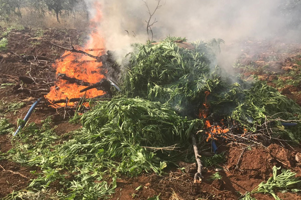 Diyarbakır’da 850 bin 850 kök kenevir ele geçirildi