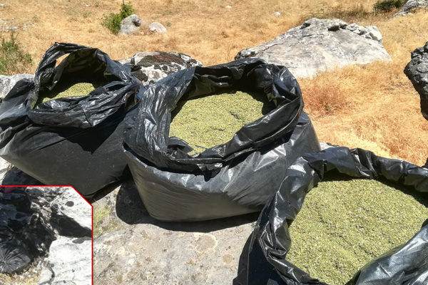 Diyarbakır'da 5 milyon 430 bin 704 kök Hint keneviri ele geçirildi