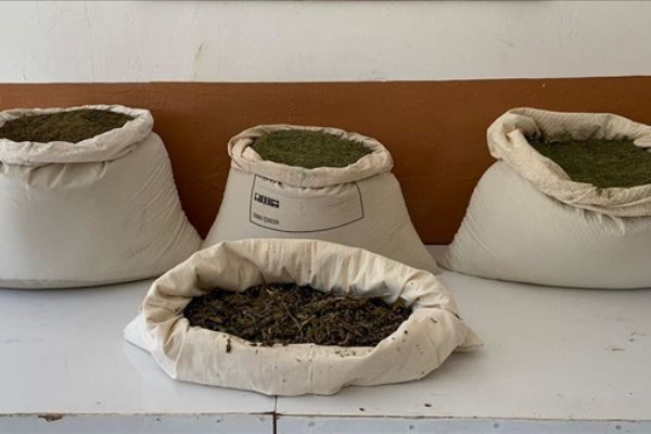 Diyarbakır'da 5 milyon 430 bin 704 kök Hint keneviri ele geçirildi