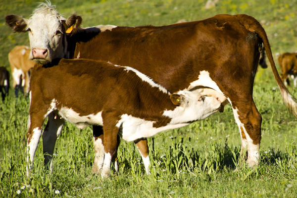 Faraşin Yaylası artık terörle değil hayvancılıkla gündemde
