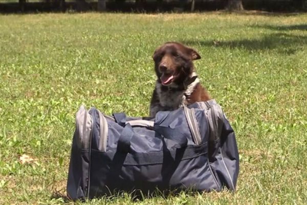 TSK'nın yeni gözdesi Trabzonlu 'Zerdeva'