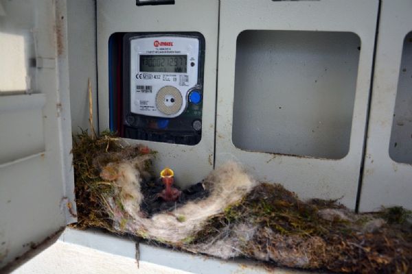 Kuş elektrik saatine yuva yaptı, ev sahibi elektriğini kesti