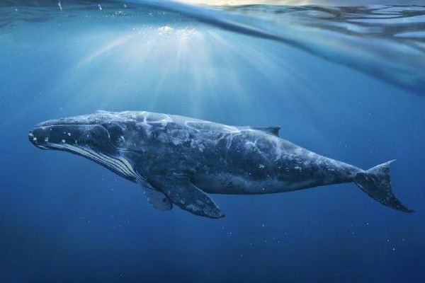 Mavi Balina Meclis'te