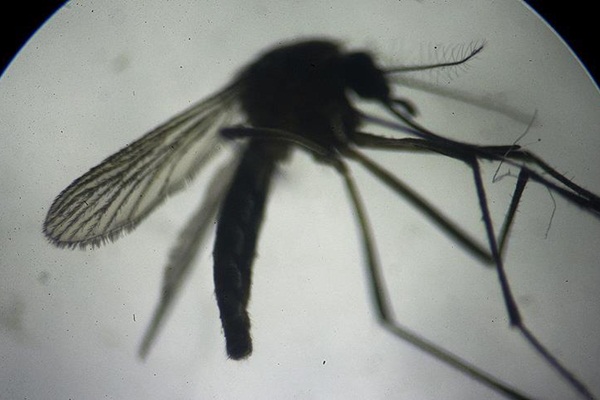 İstanbul'da 4 kişide 'Batı Nil Virüsü' enfeksiyonu tespit edildi