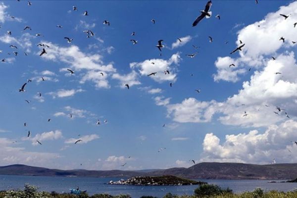 Çıldır Gölü, uçmayı öğrenen yavru kuşlarla şenlendi
