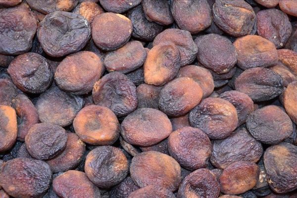 Gün kurusu kayısı, deney hayvanlarının karaciğerini yeniledi