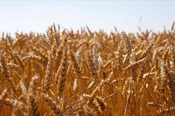 Yerli tohum 'Hüseyinbey' çiftçiyi kalkındıracak