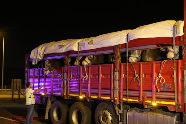 Kurbanlıklar İstanbul'a getirilmeye başlandı