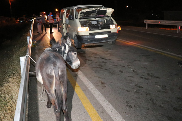 Başıboş eşek kazaya neden oldu: 8 yaralı