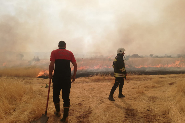 Mardin'de orman yangını