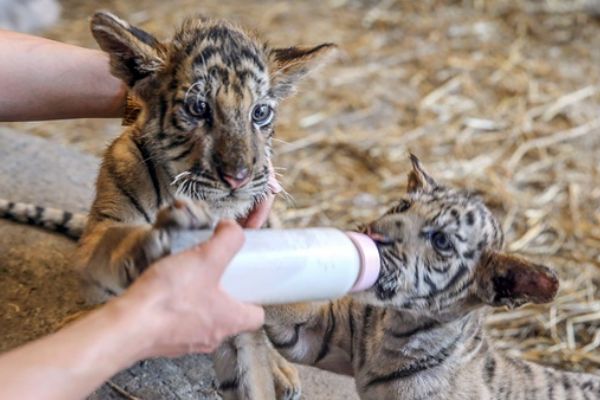 İstanbul'da dünyaya gelen ilk Bengal kaplanları ziyaretçilerle buluştu