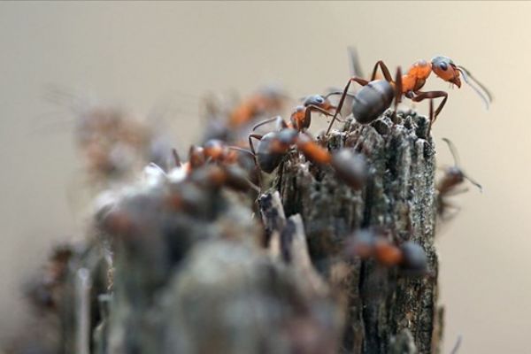 ‘Orman gönüllüsü’ kırmızı karıncaların ağır yükü