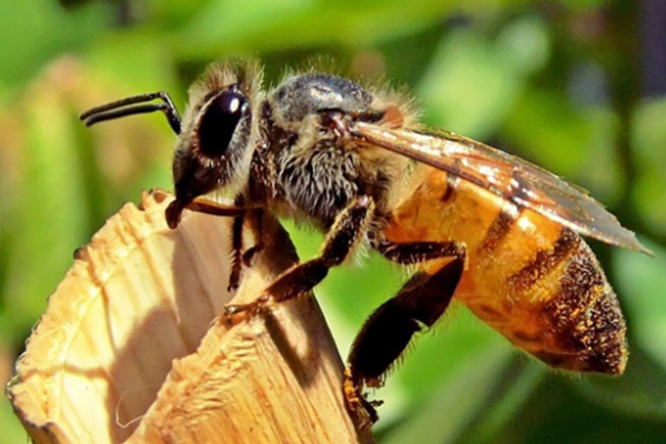 Türk arısı, İngiltere'yi karıştırdı!