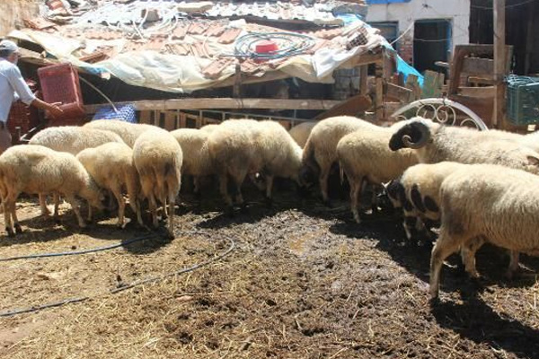 İzmir'de 25 koç vebadan öldü