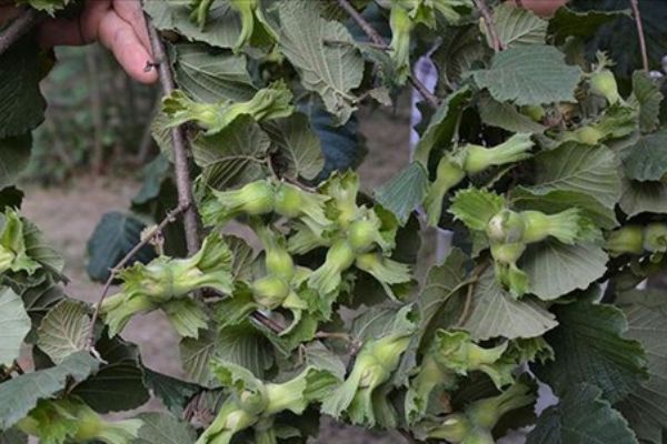 Fındık üreticisi bahçeye mutlu girdi