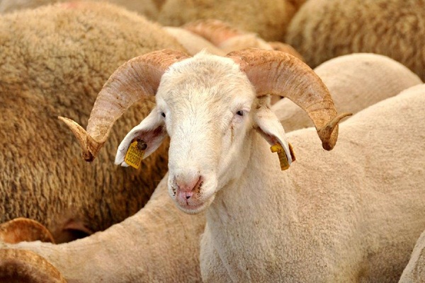 Kurban satıcılarına uyarı