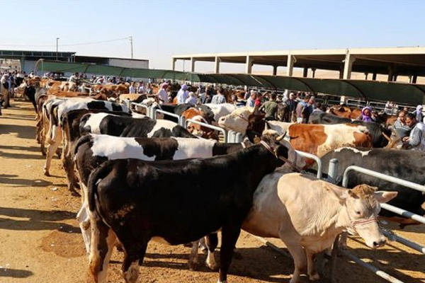 Sokakta kurban kesene 281 lira ceza