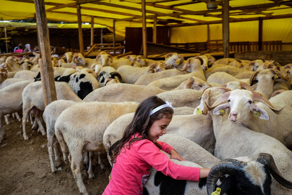 Mısırlılar neden az kurban kesiyor?