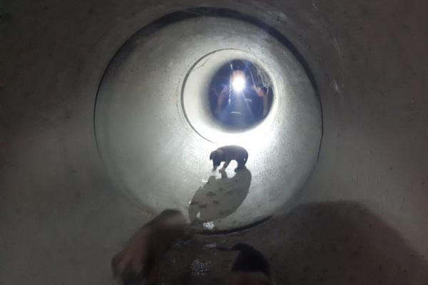 Adana'da mahsur kalan köpekler kurtarıldı