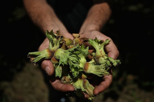 TMO fındık alımlarında yedinci kez devrede