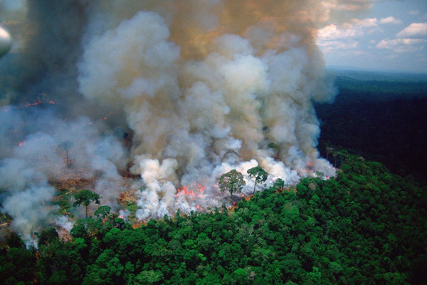 AB'den Amazon ormanlarındaki yangınlara tepki