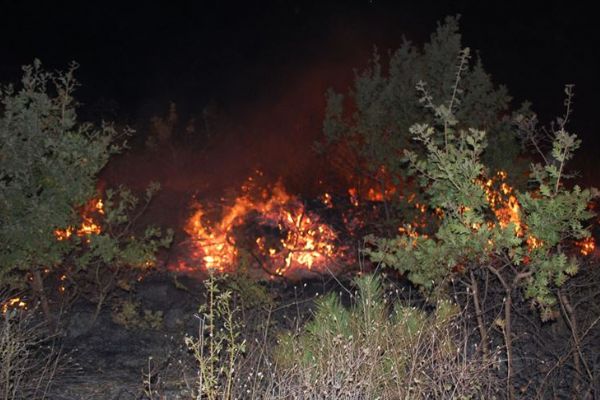 Tekirdağ'da orman yangını