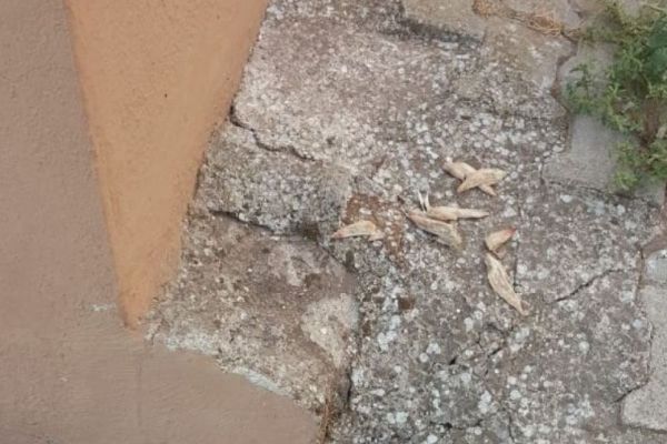 Zehirli tavuk etiyle kedi köpek katliamı: 40'a yakın hayvan öldü