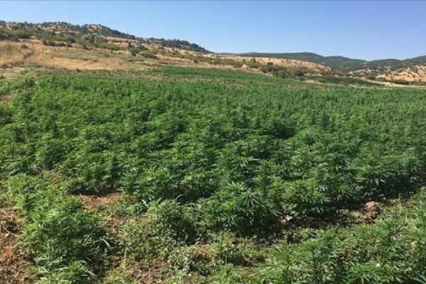 Diyarbakır'da 6 milyon 56 bin 586 kök Hint keneviri ele geçirildi