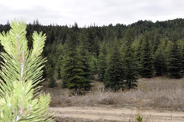 Orman suçları yüzde 70 azaldı