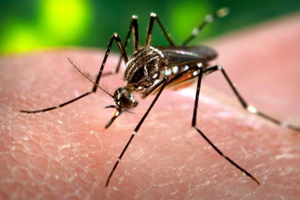 Zika virüsü Avustralya’da görüldü