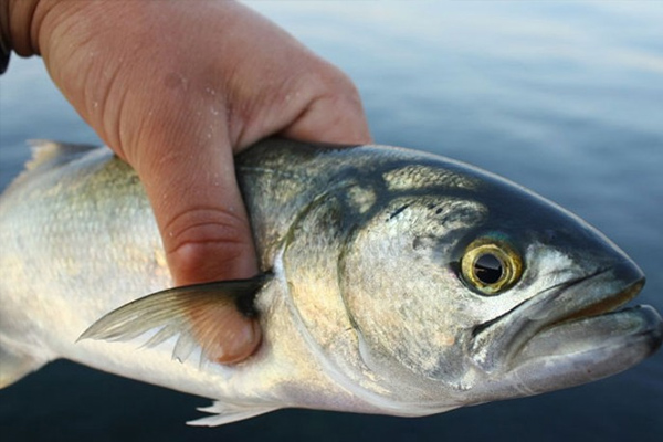 Balık fiyatlarında rekor artış