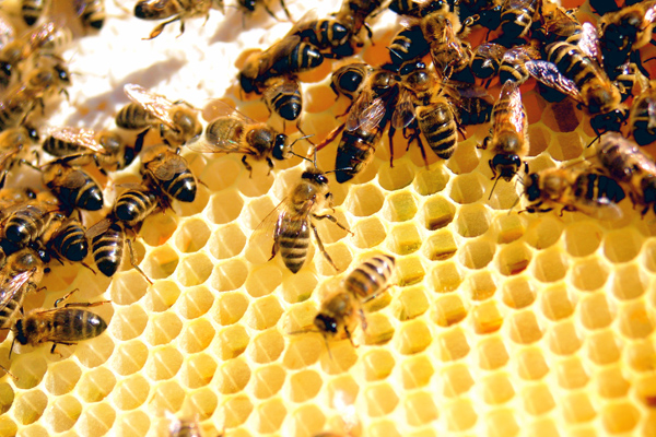 Arılar hakkında ilginç gerçek