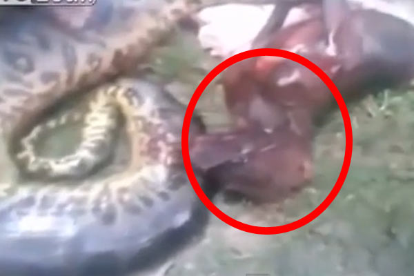 Anakonda, Pitbull yuttu